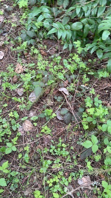 Property Photo: 0 Clinton Road WA 98532