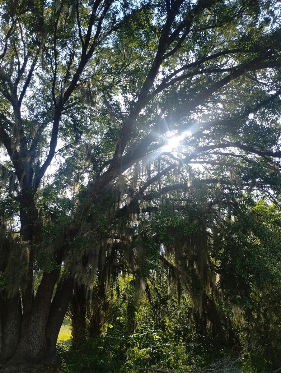 Property Photo: 0 Cedarwood Drive N FL 33898