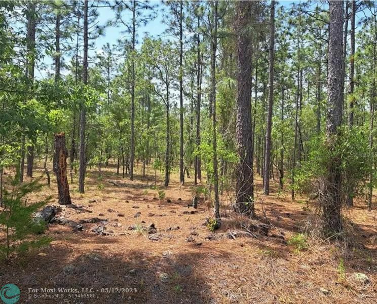 Property Photo:  Lot 13 NW Hemlock Ave  FL 34431 