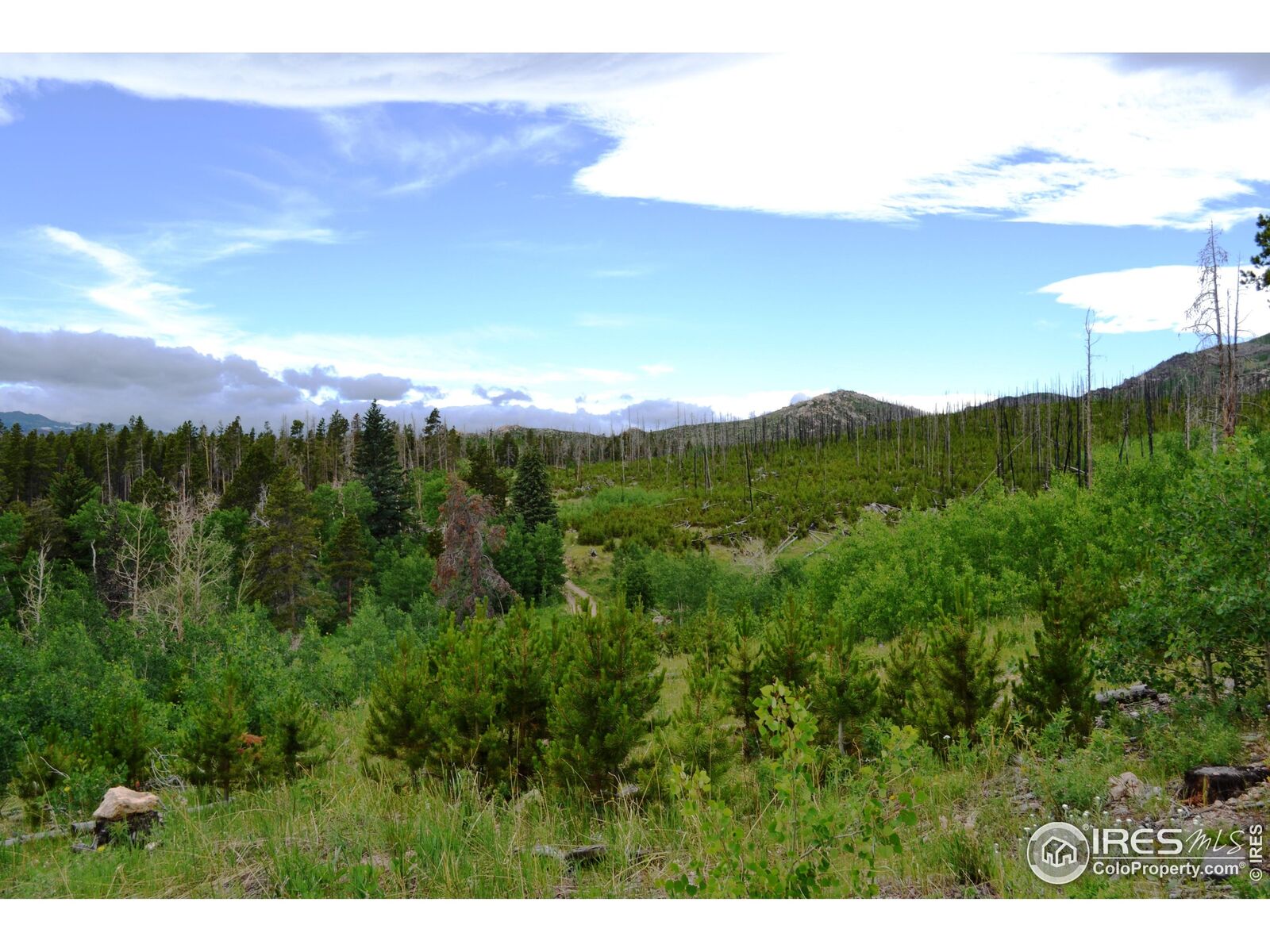 Property Photo:  1256 Basking Dog Rd  CO 80512 