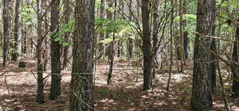 Property Photo: 0 Sunset Rd TN 38585