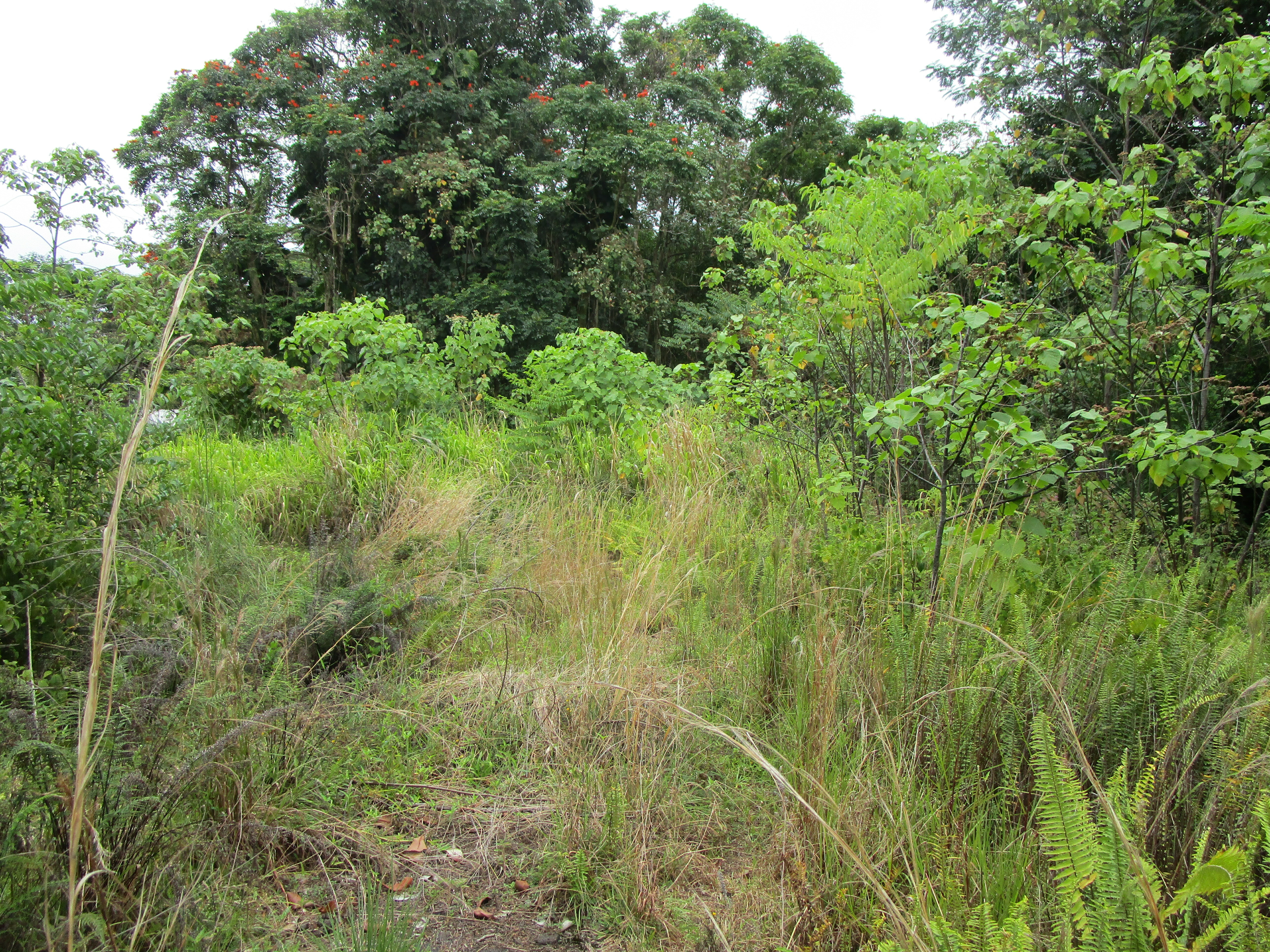Property Photo:  923 Kaumana Dr  HI 96720 