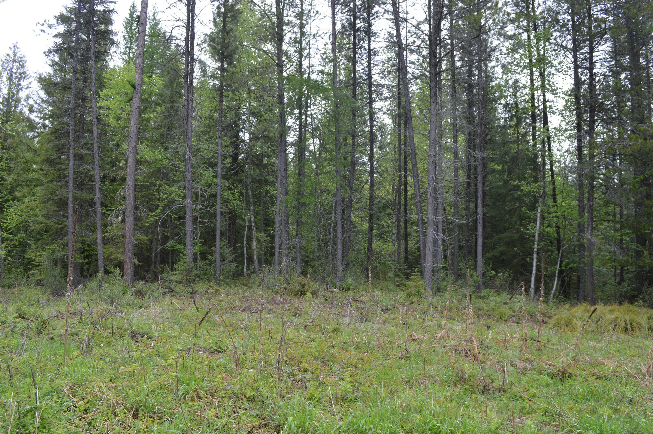 Property Photo: 2931 Witty Lane MT 59912