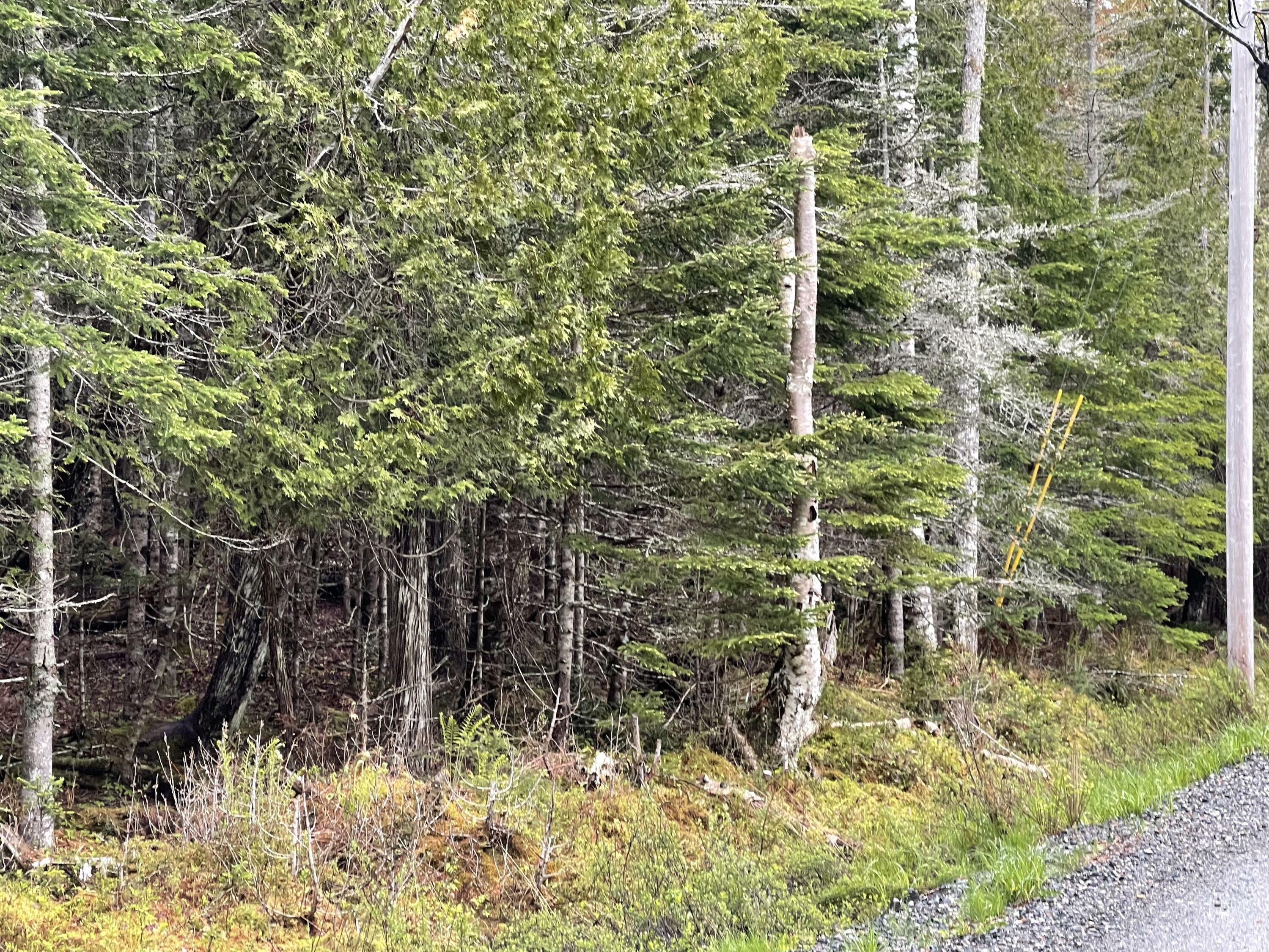 Property Photo:  Lot #10 North Road  ME 04605 
