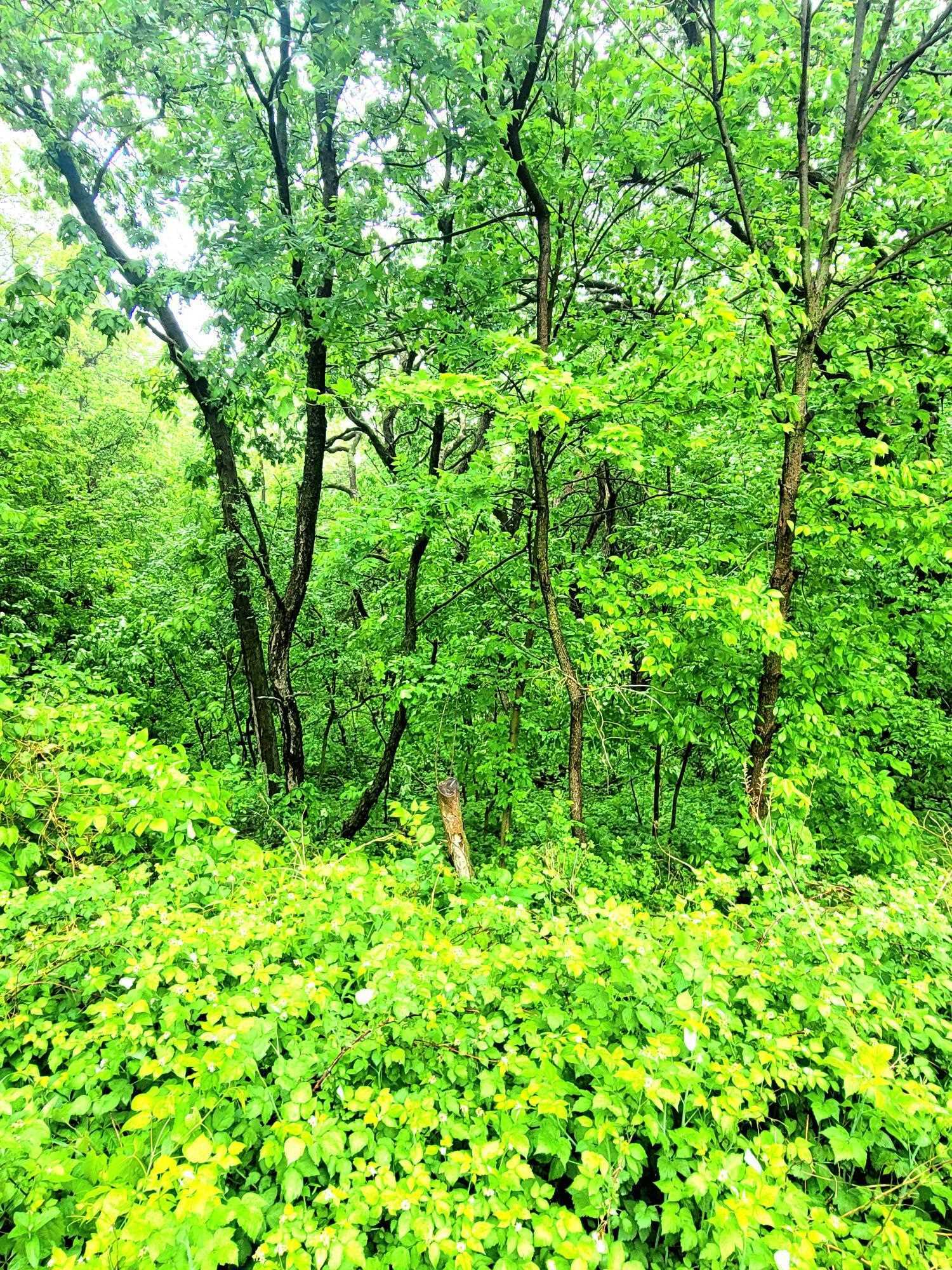 Property Photo: 4 Hillside Court IL 61036
