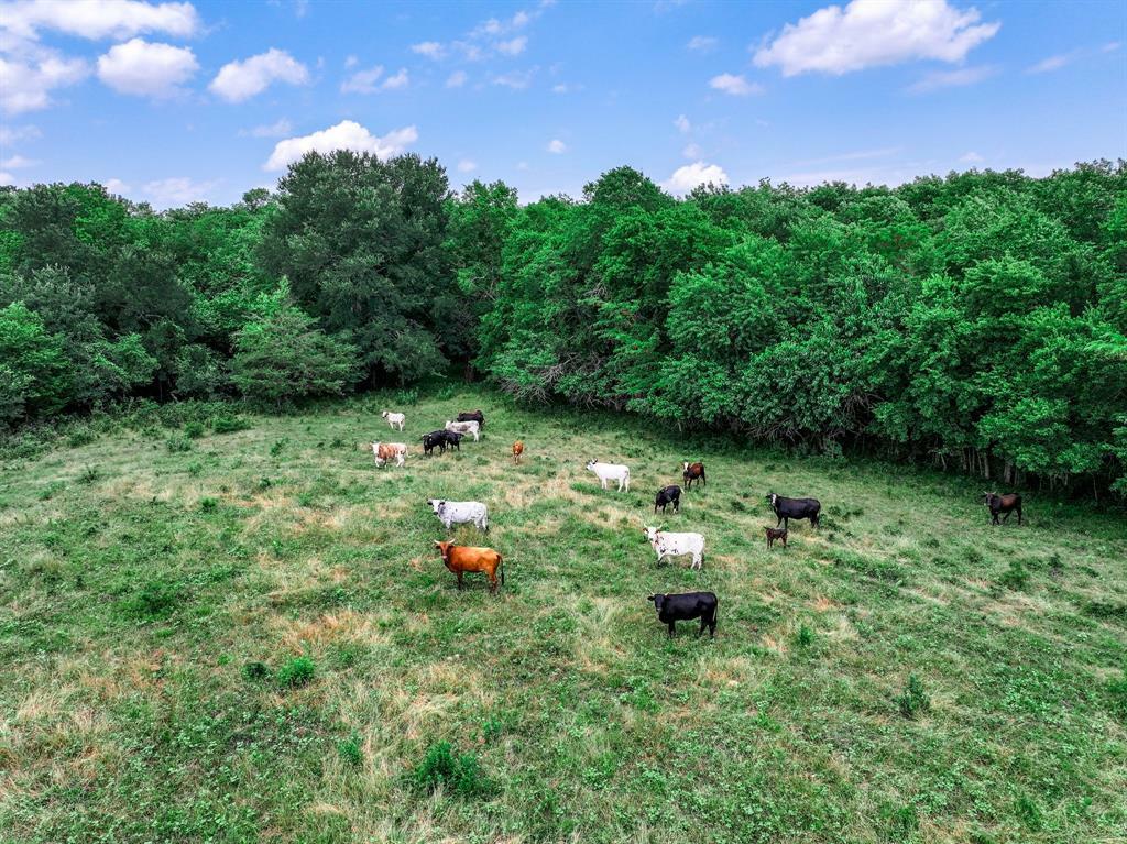 66.682 Acres County Road 2190  Commerce TX 75428 photo