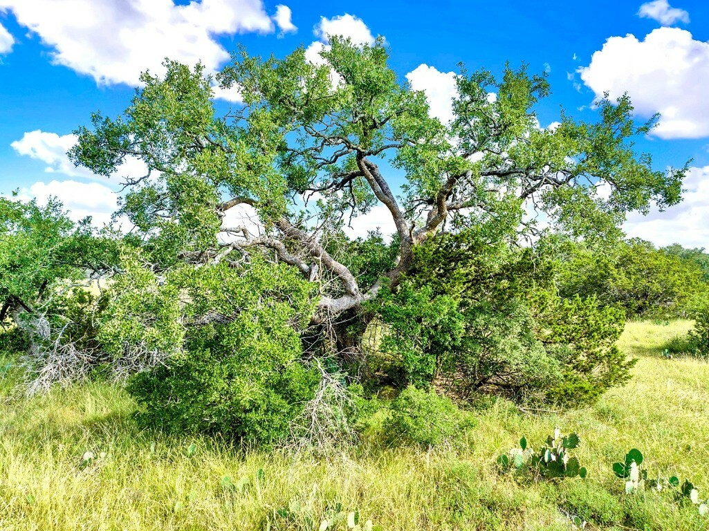 Property Photo: 000 Oakwood Loop TX 78666