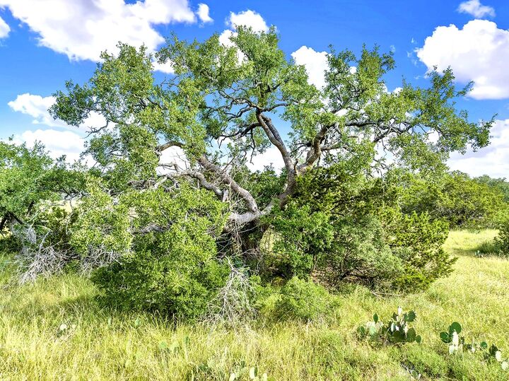 Property Photo:  Tbd Oakwood Loop  TX 78666 