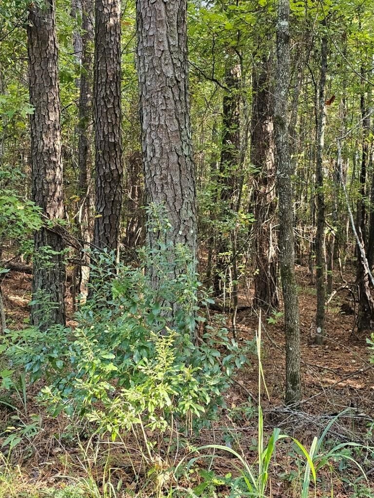 Property Photo:  Blk 14 Lot 6 Quince Court  GA 31831 