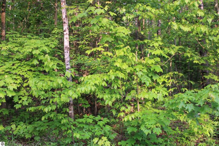 Snowridge Trail  Elmira MI 49730 photo