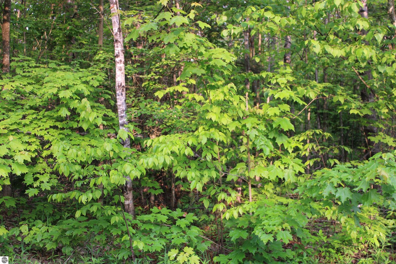 Property Photo: Snowridge Trail MI 49730