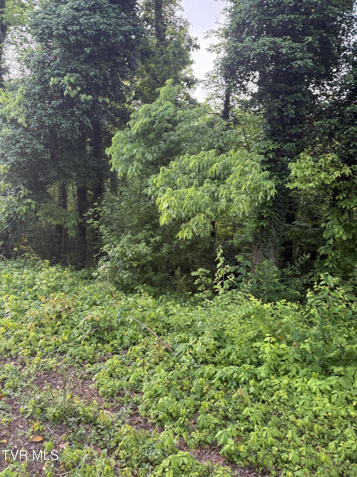 Property Photo:  Lot 15 Ashley Street  TN 37664 
