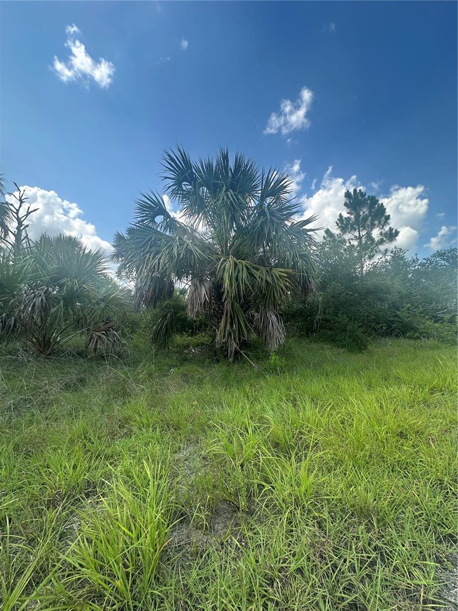 Property Photo: Fritz Avenue FL 34288