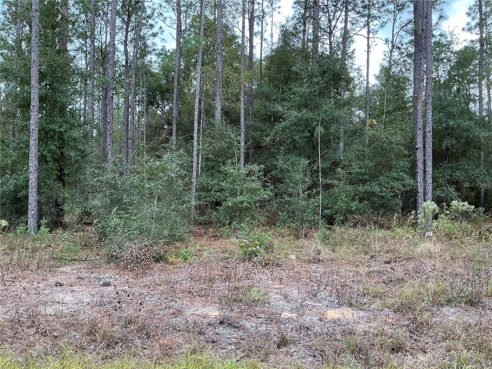 Property Photo:  SW 29th Street  FL 34481 