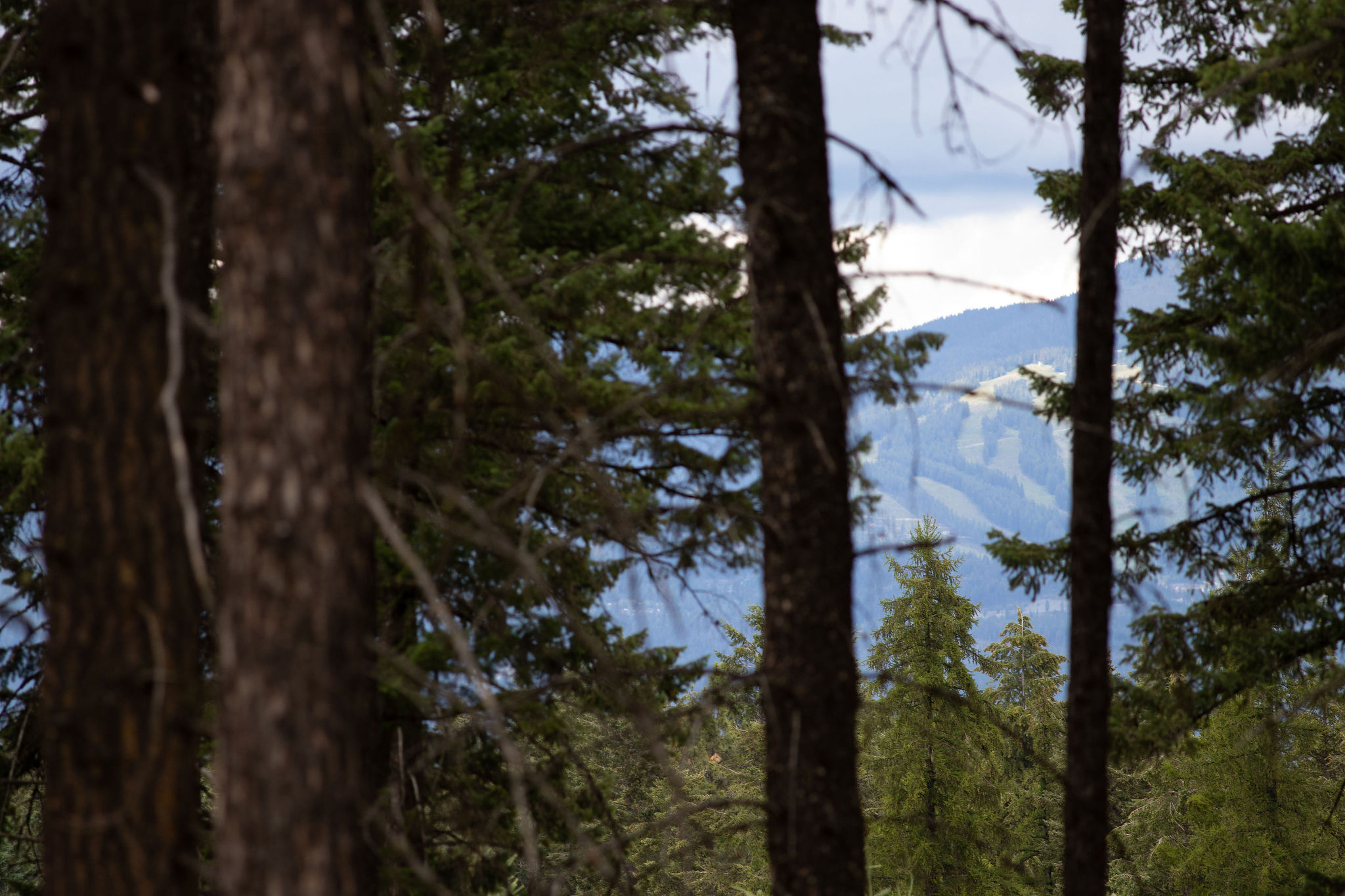 149 Rosewood Lane Lot 8  Whitefish MT 59937 photo
