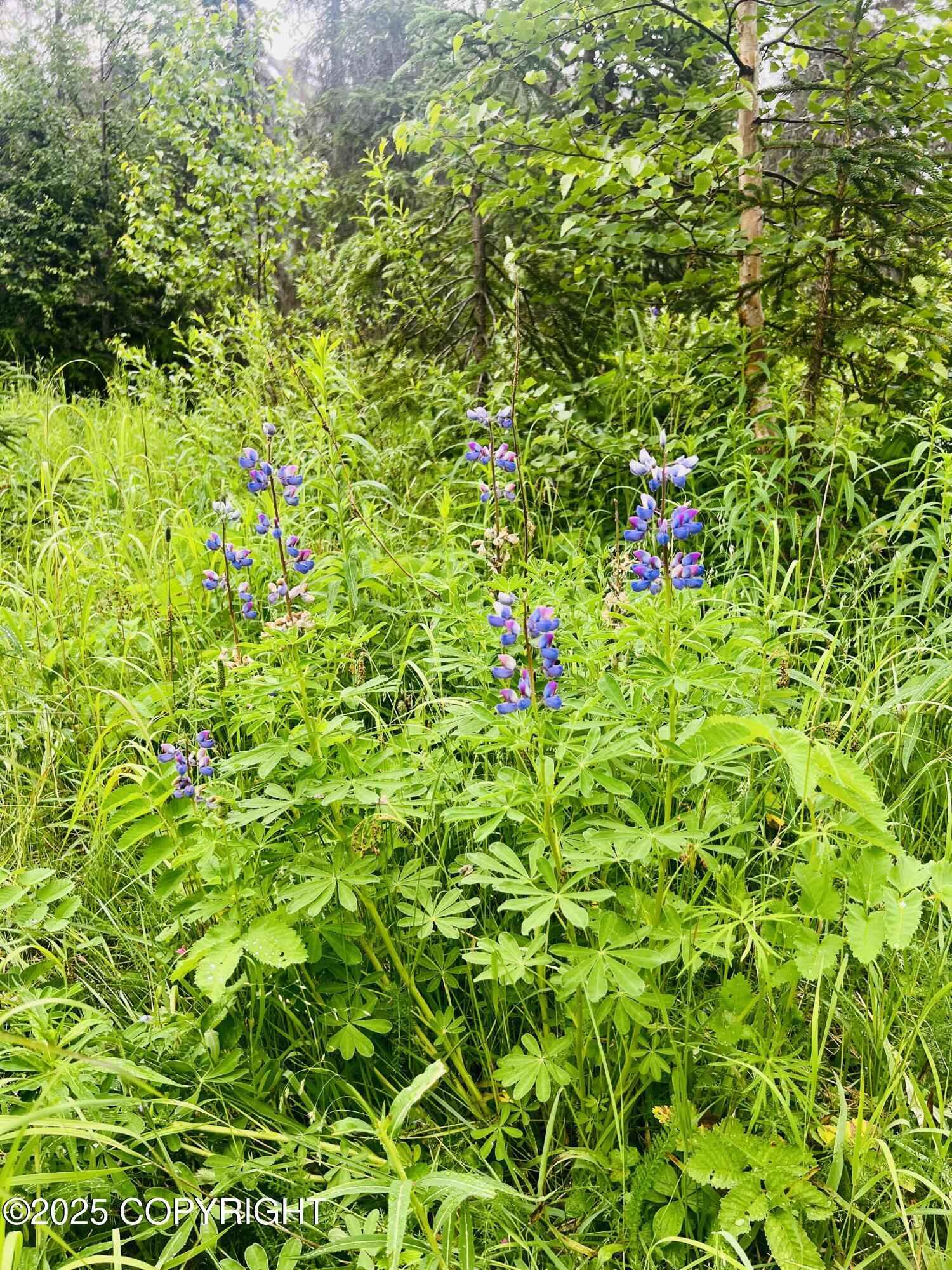 Property Photo: 48550 Seward Highway AK 99631