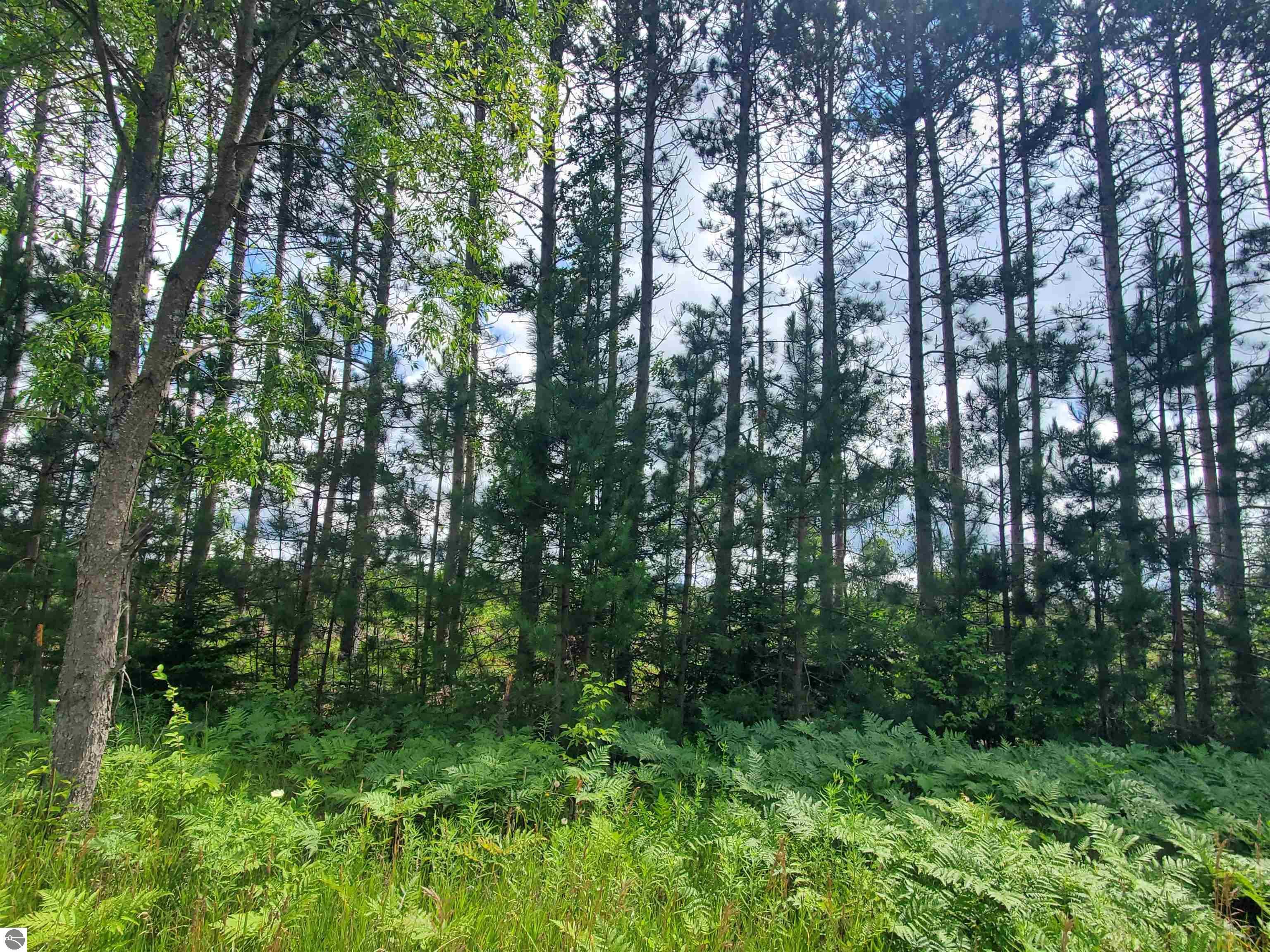 Property Photo:  80 Acres Beall Road  MI 49614 