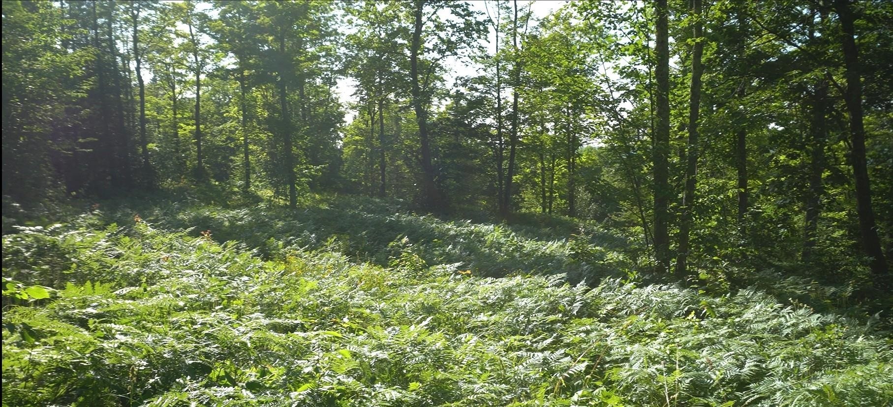 Property Photo: 83xxx Ashwabay Heights Rd Lot 12 WI 54814