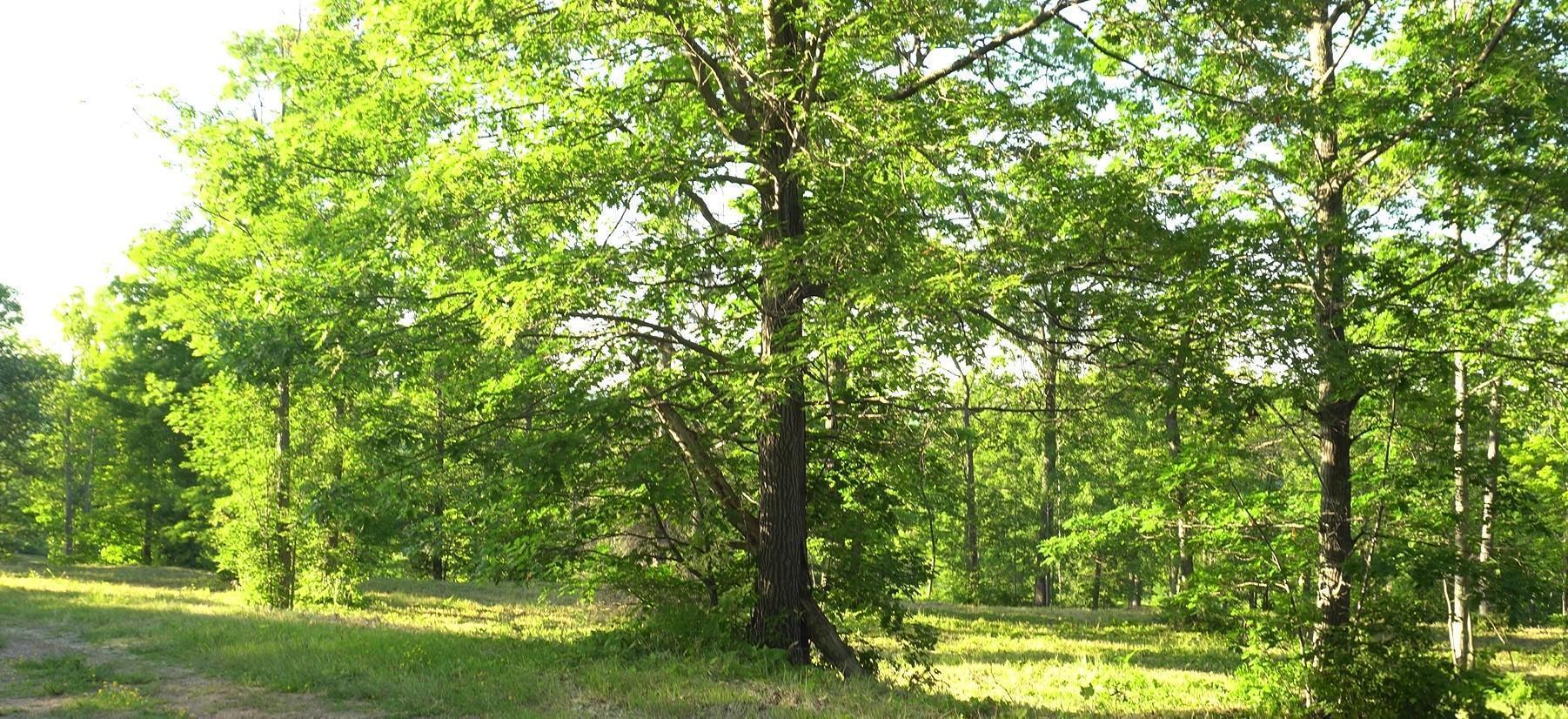 Property Photo:  83xxx - Lot 6 Ashwabay Heights Road  WI 54814 
