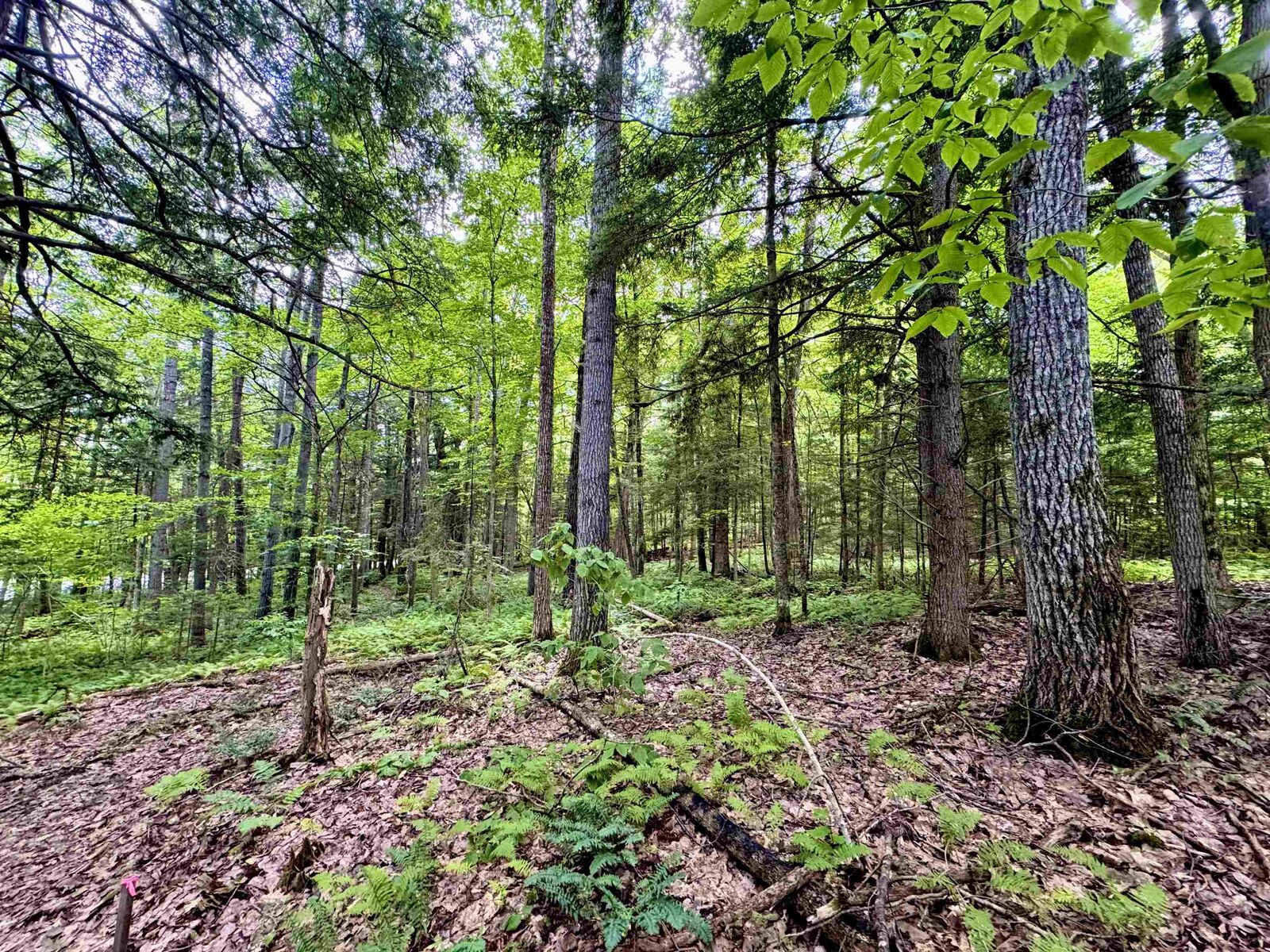 Property Photo: 0 Tyler Farm Road VT 05051