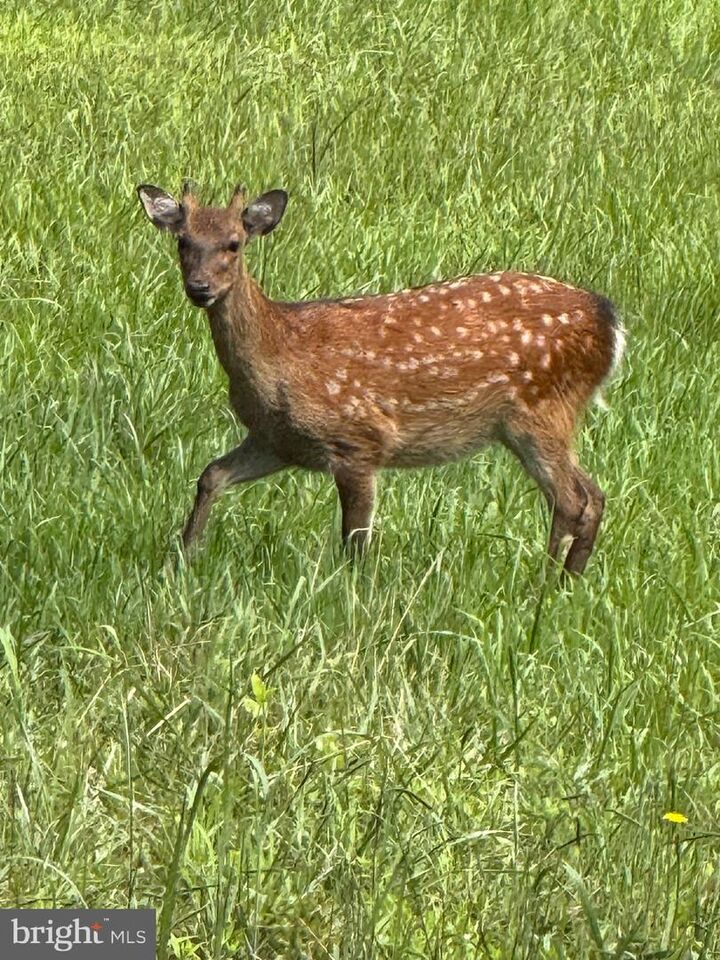 Property Photo:  Farm Creek  MD 21675 