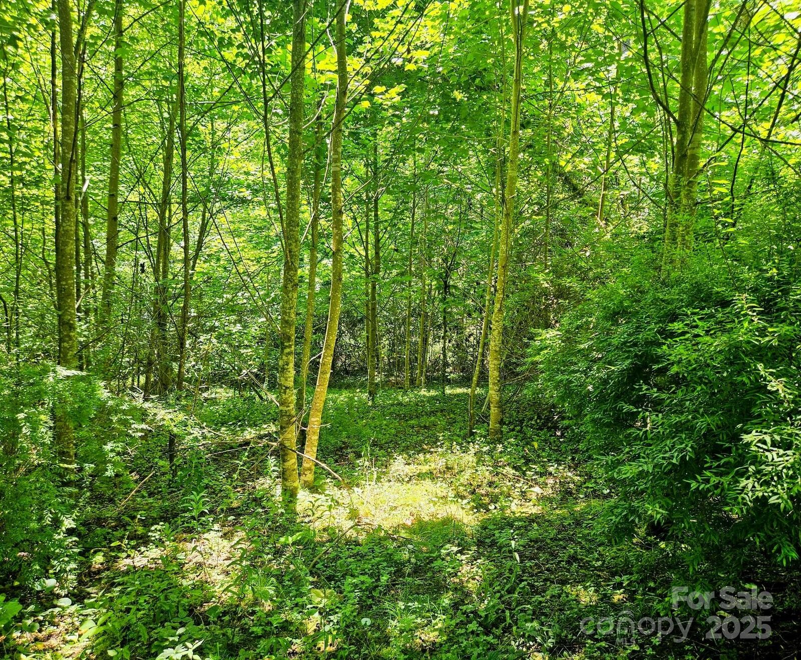 Property Photo:  99 Banjo Branch Road  NC 28714 