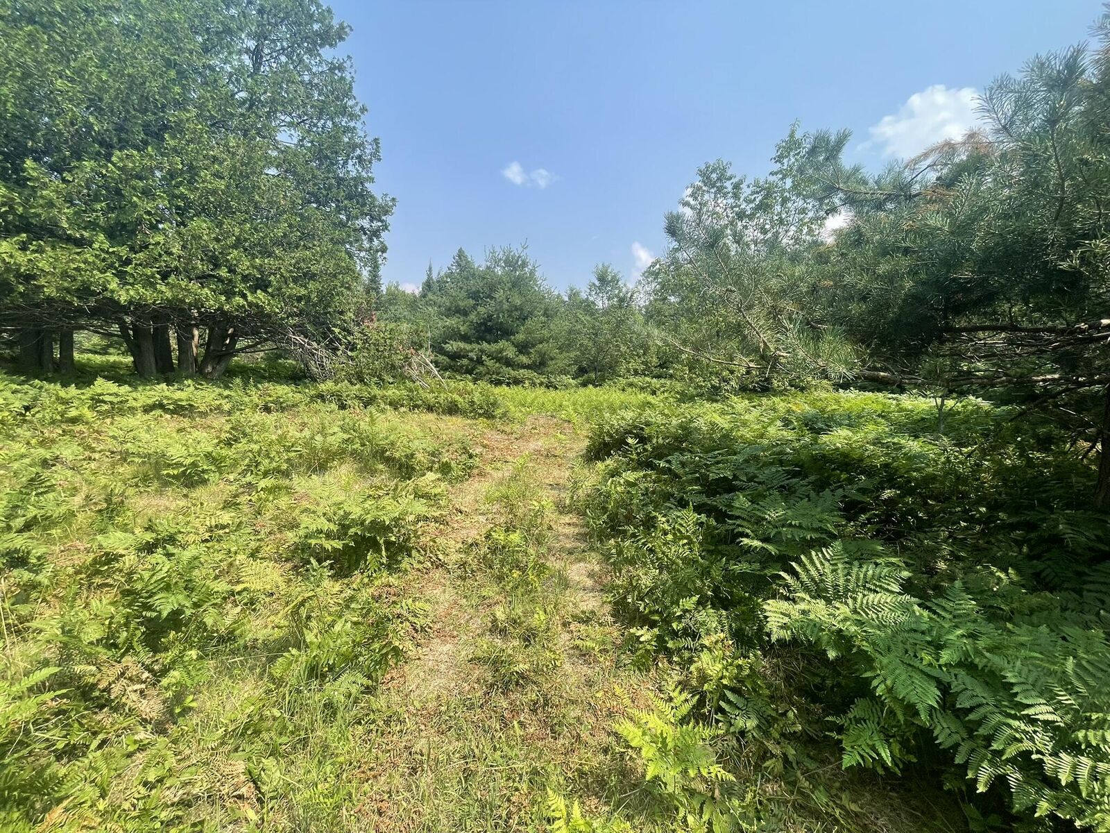 Property Photo:  V/L Reams Road  MI 49749 