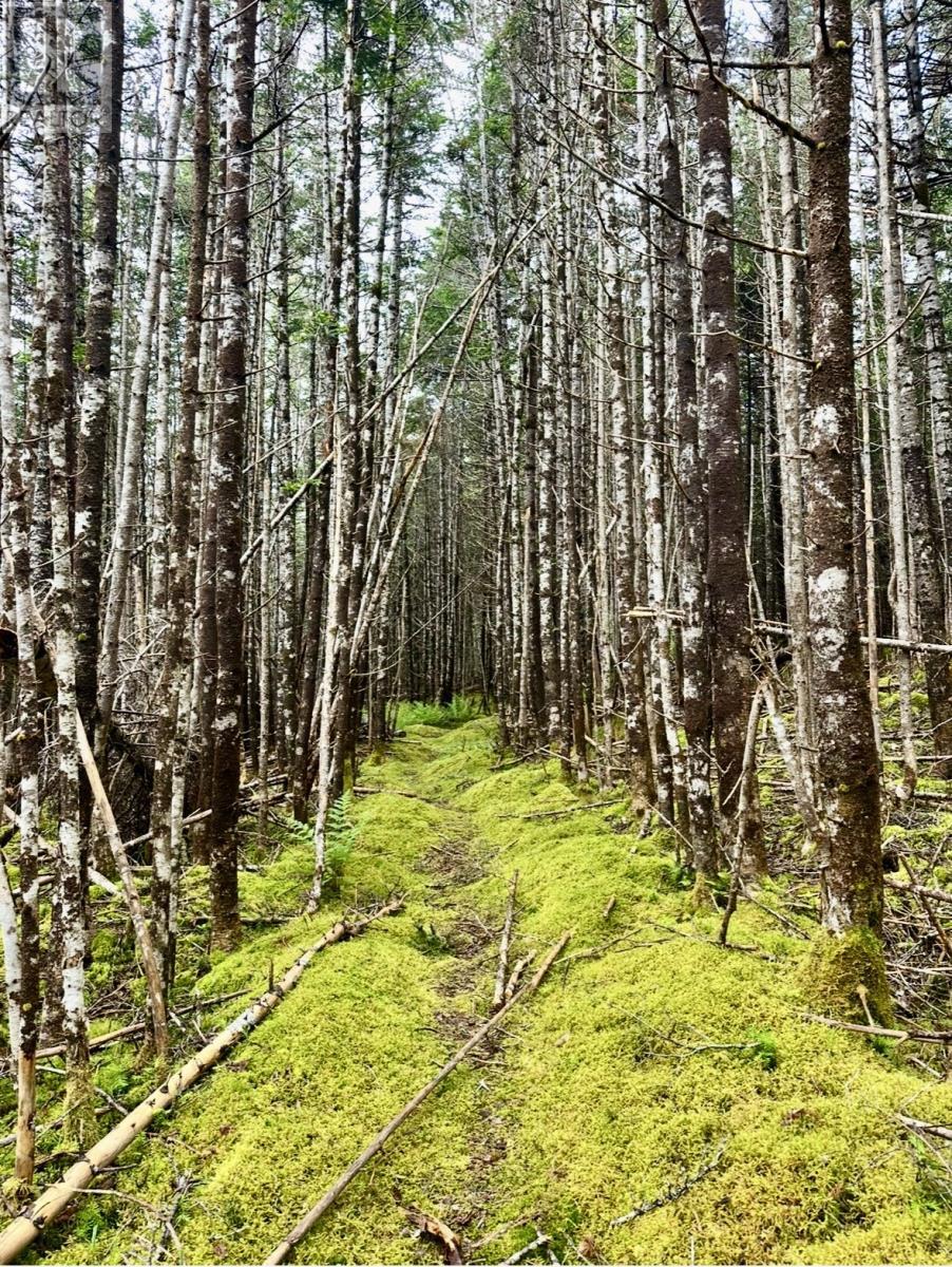 Property Photo:  0 Salmonier Line  NL A0B 1G0 