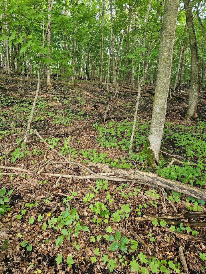 Property Photo: Tbd Valley Lane SW MN 56327