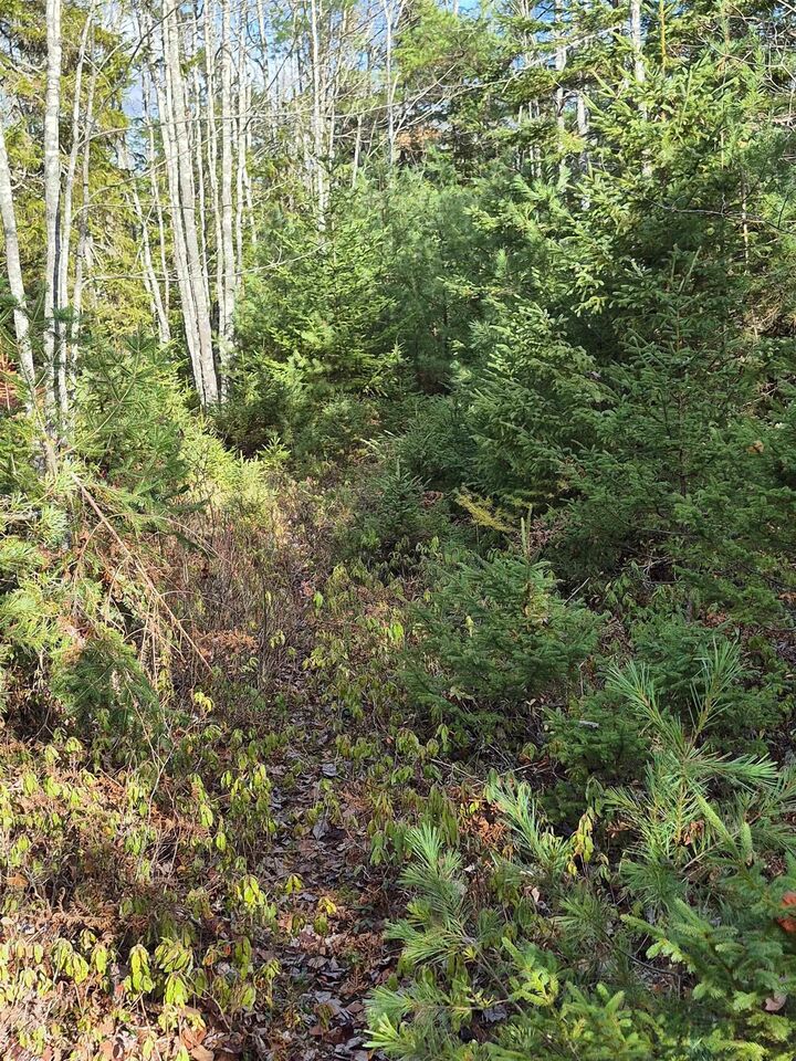Property Photo:  211 Bennie Muckle Road Bramber  NS B0N 2R0 