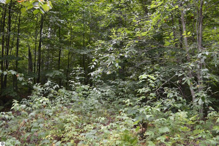 NE Dapokie Trail  Kalkaska MI 49646 photo