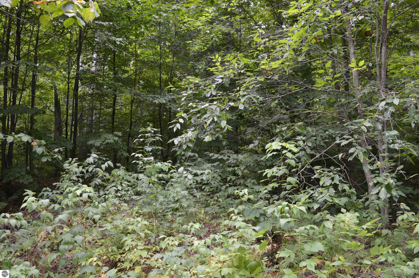 Property Photo: NE Dapokie Trail MI 49646