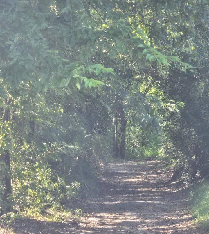 Property Photo:  Tbd Martin Luther King Jr Dr  TX 75652 