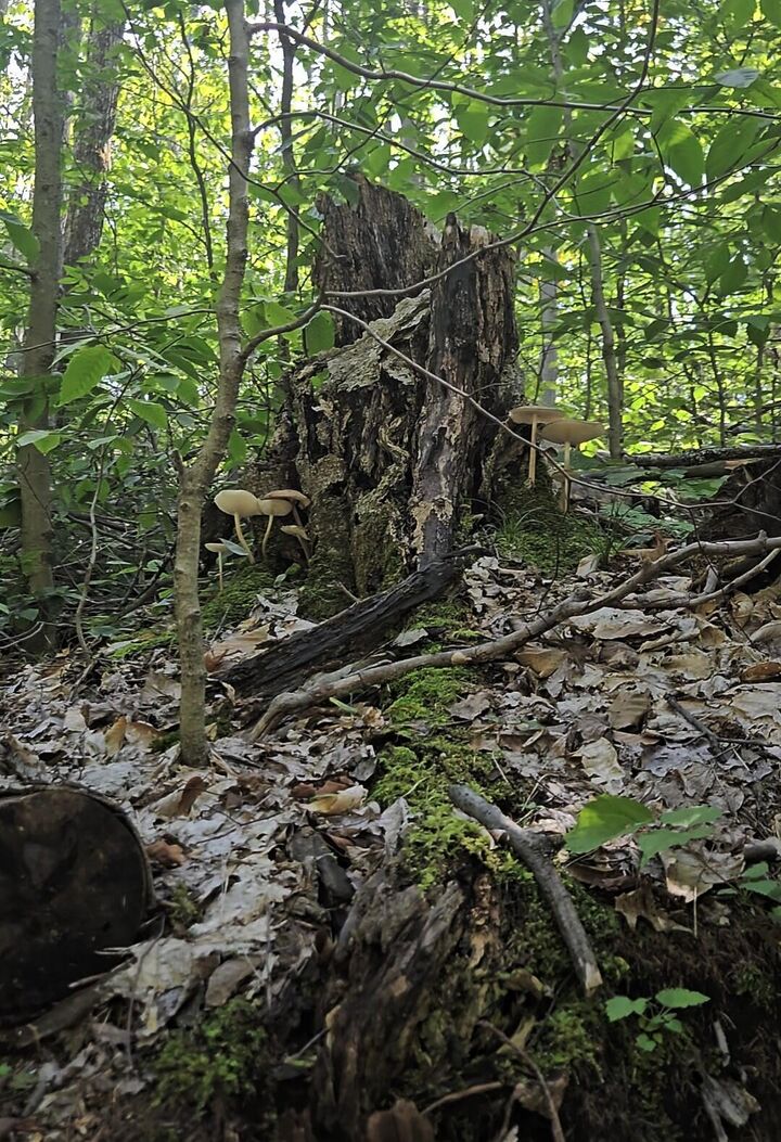 Property Photo: 8563 Lewis Road MI 49795