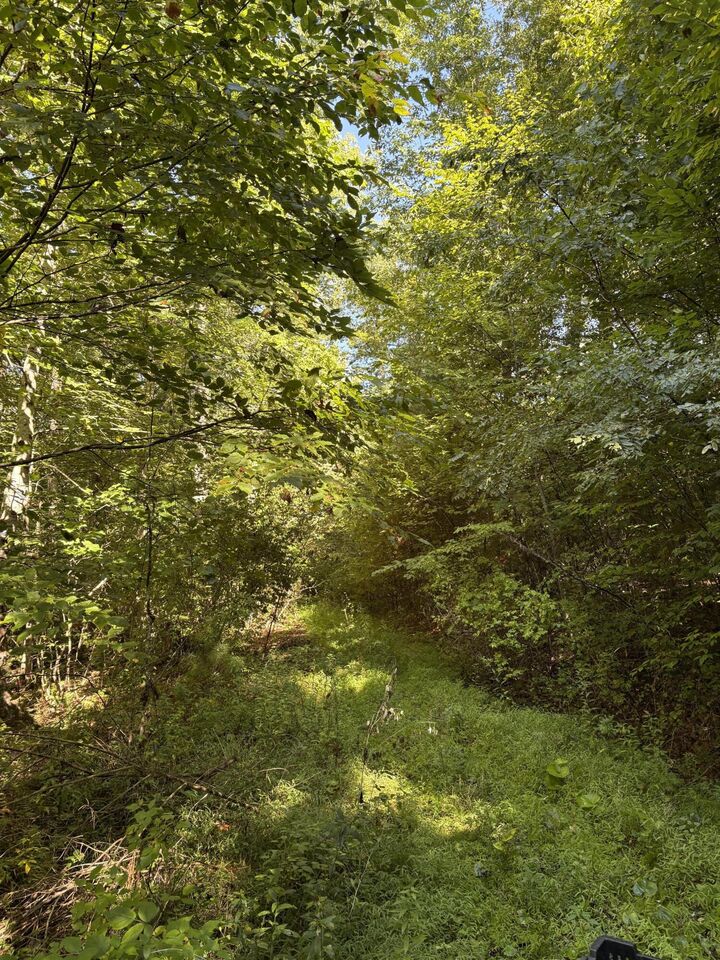 Property Photo:  Morris Branch Rd  WV 25976 