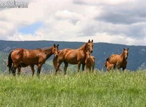 Property Photo:  5499 Remuda Ranch Parkway  CO 80118 