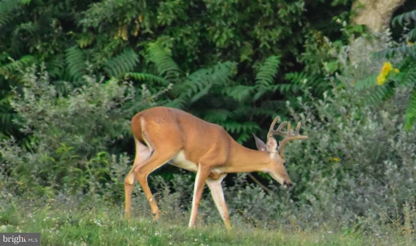 Property Photo: 158.5 Acres Lot 3 Laurel Grove Rd. VA 22602