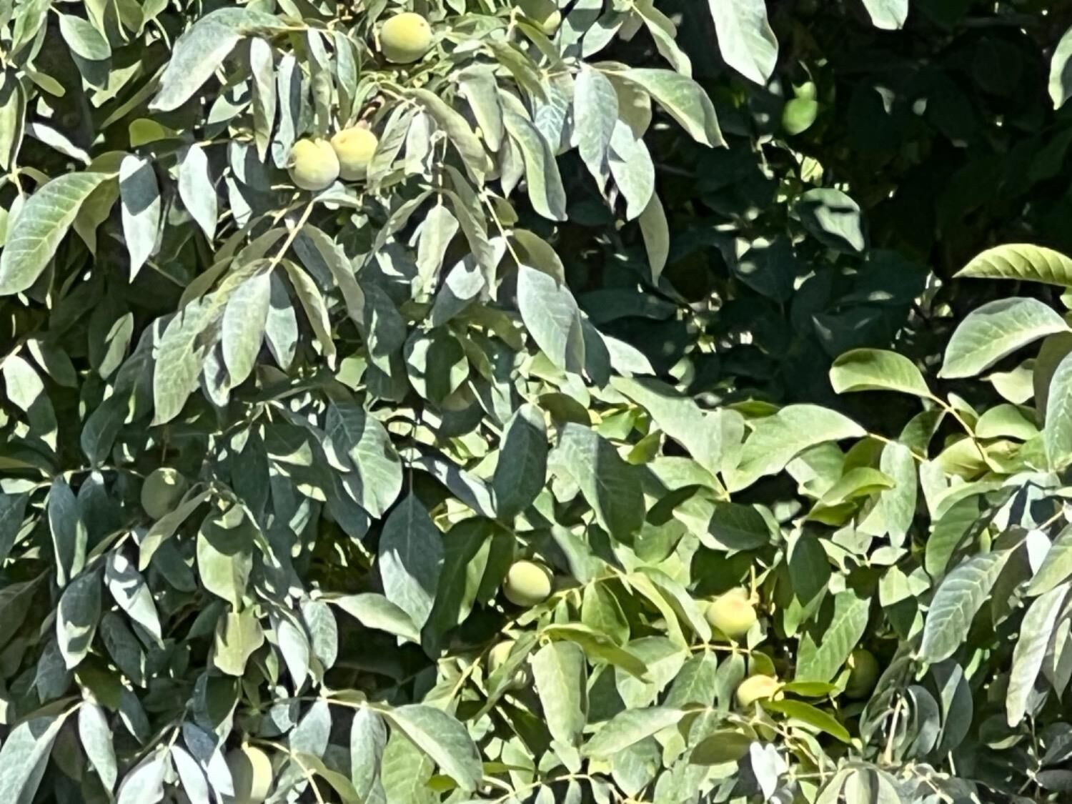 Property Photo: 0 Hwy 99 CA 95991