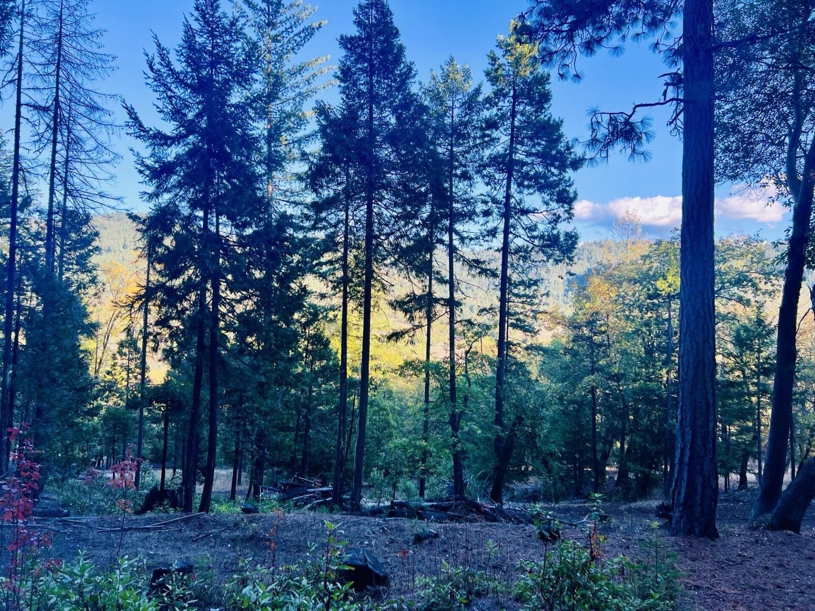 Property Photo:  501 Elder Mill Road  OR 97541