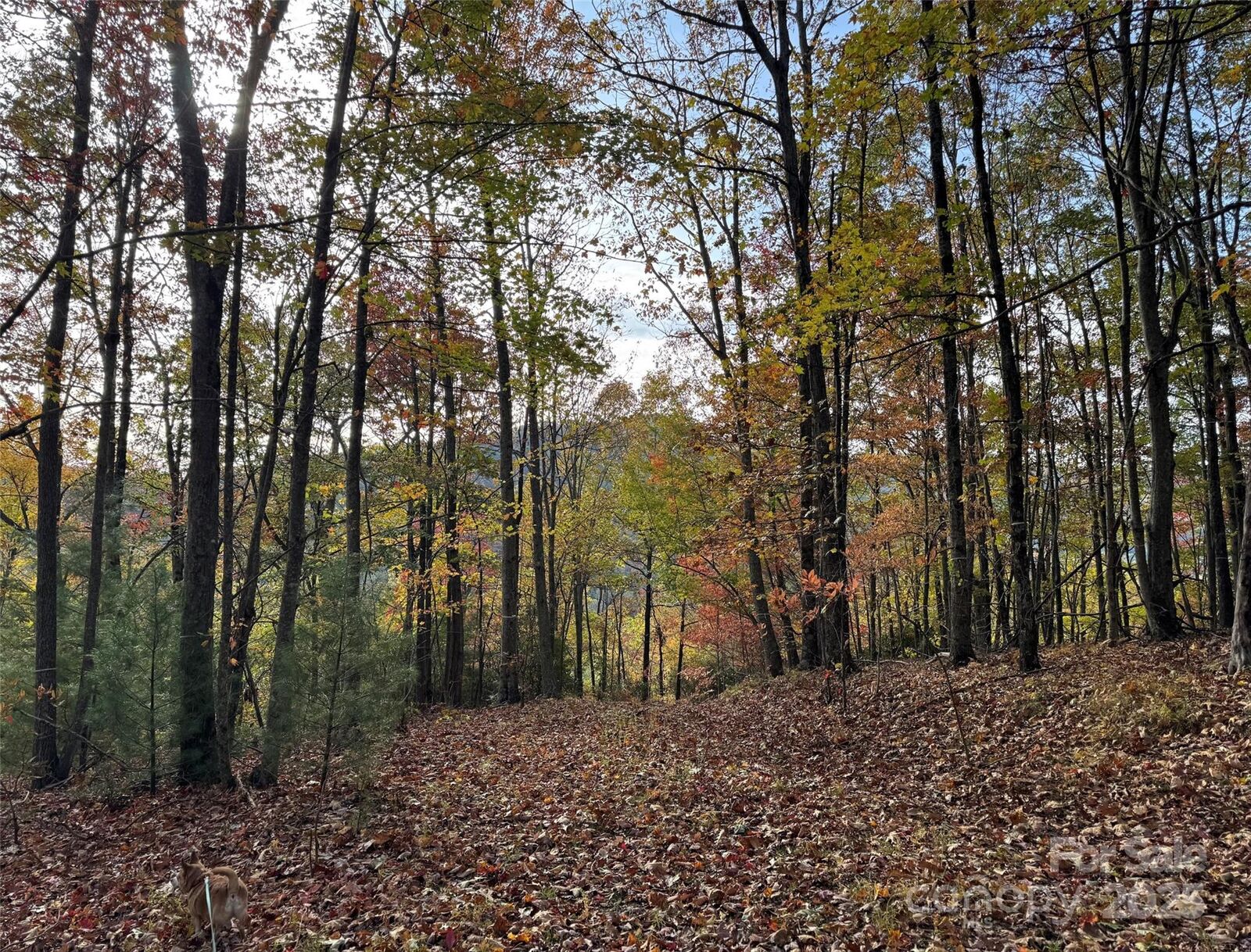 Property Photo:  692 Blue Mist Way 205R  NC 28704