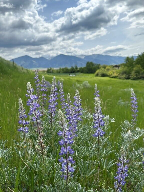 Property Photo:  1535 Reynolds Creek Road  MT 59714 