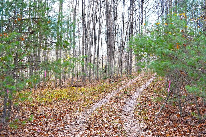 390 Joyful Way  Jumping Branch WV 25969 photo