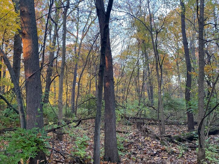 Property Photo: Oak Drive MI 49093