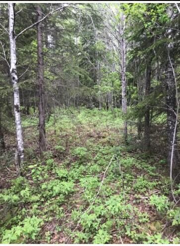 Property Photo:  75.25 Acres In Pyne Township - Pcl 4952 N/A  ON P0K 1G0 