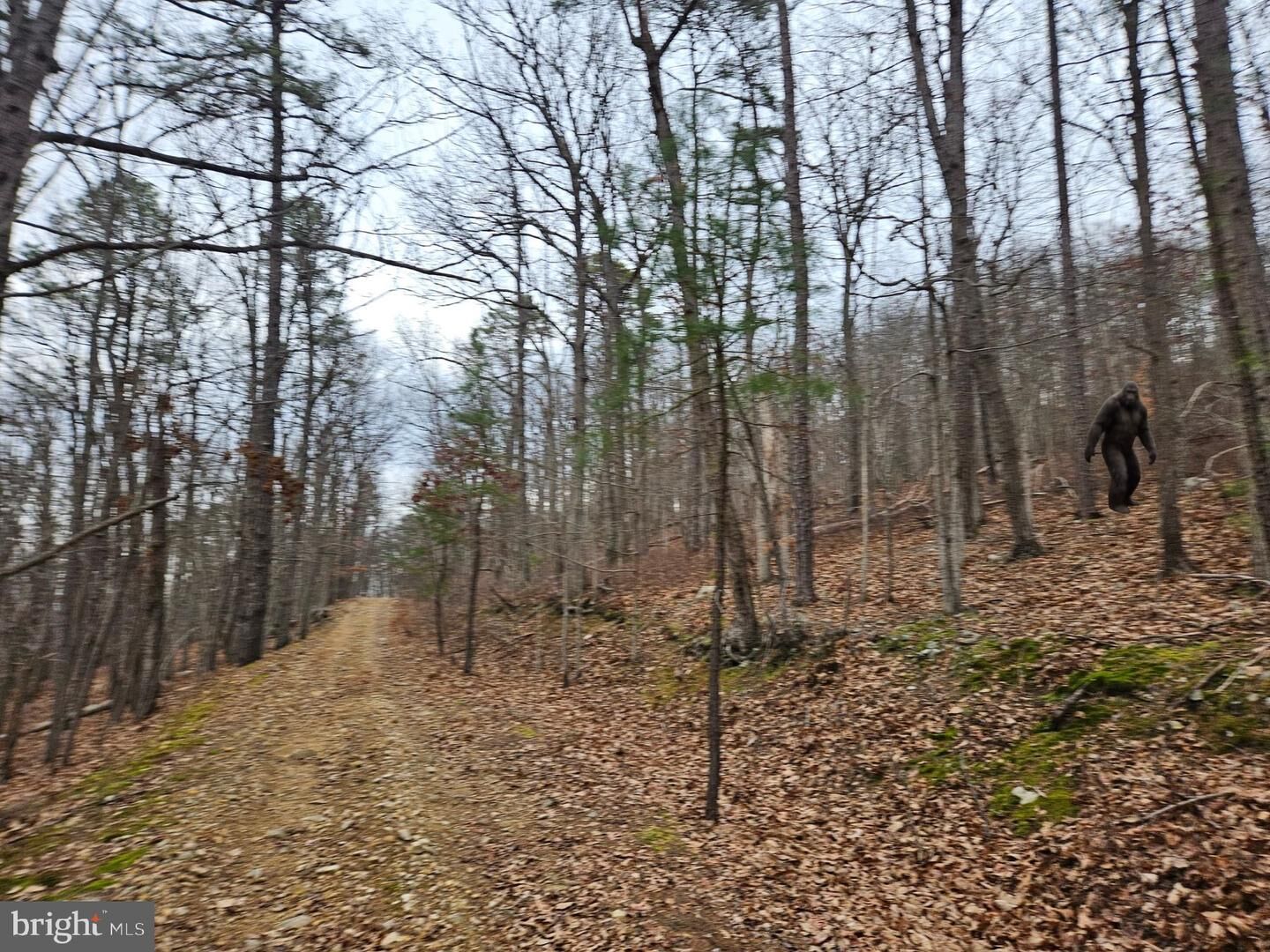 Property Photo:  Chapman Lane  VA 22620 