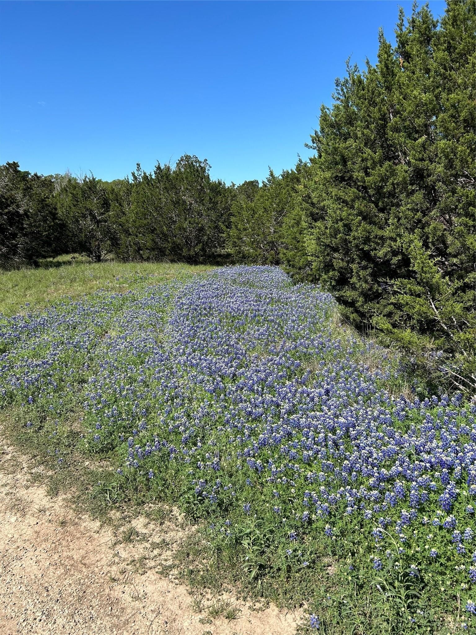 Property Photo: 17 Heathrow Lane TX 78676