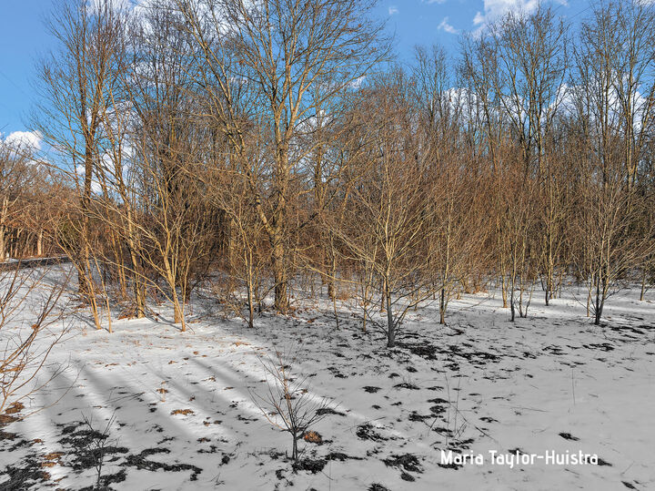 Property Photo: 0 Szymas Drive MI 49417