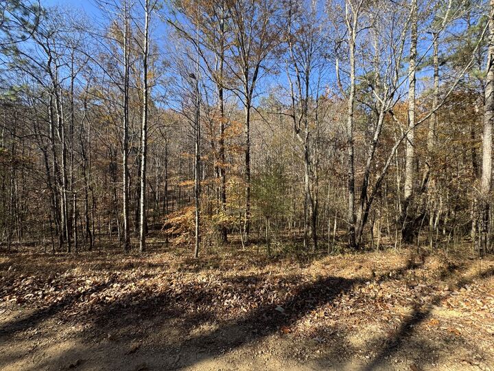 Property Photo: 28 Acres County Road 917 AL 35961