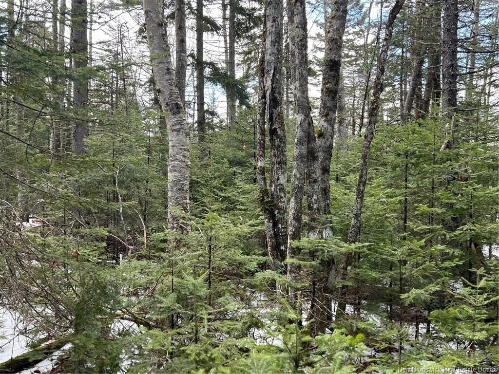 Property Photo:  Lot 1 And 2 Plan 4632 Route 645  NB E6K 2X8 