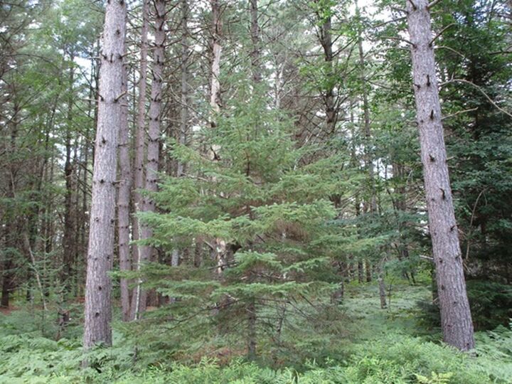 Property Photo: Prcl 18 Camp Nokomis Rd WI 54547